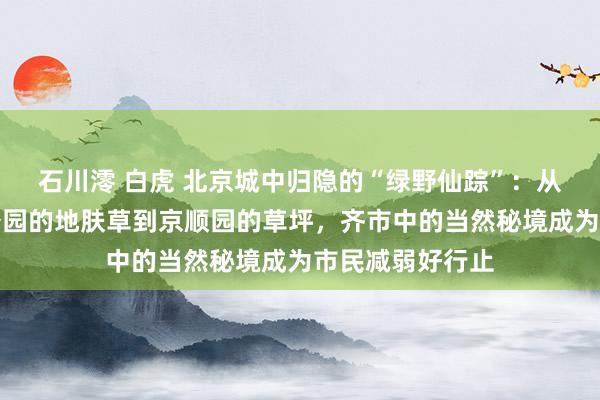 石川澪 白虎 北京城中归隐的“绿野仙踪”：从奥林匹克丛林公园的地肤草到京顺园的草坪，齐市中的当然秘境成为市民减弱好行止